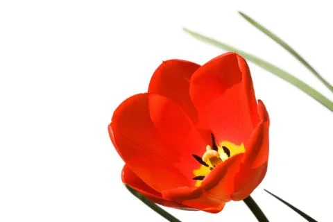 Tulip isolated Stock Photos