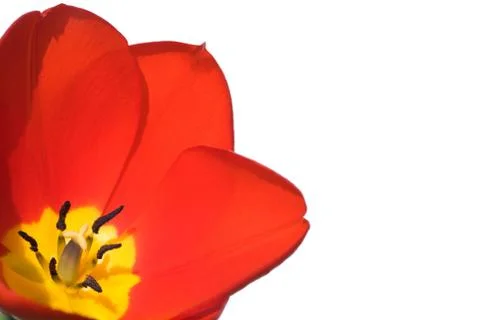 Tulip isolated Stock Photos