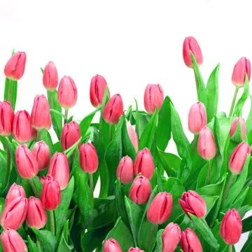 Tulip isolated Stock Photos