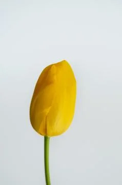 Tulip isolated Photos