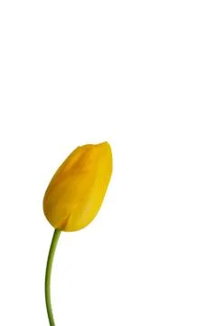 Tulip isolated Fotos de archivo