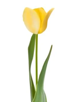 Tulip isolated on white. EPS 8 Stock Illustration