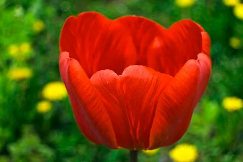 Tulip just about to open its petals Stock Photos
