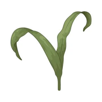 Tulip leaf illustration 스톡 일러스트