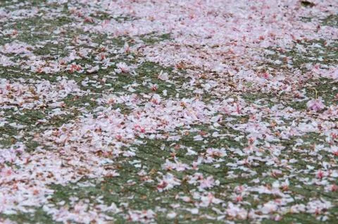 Tulip leafs on the ground Stock Photos