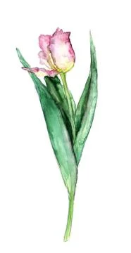 Tulip with leave on a white background Stock Illustration
