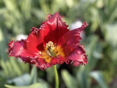 Tulip Lucifer Foto stock