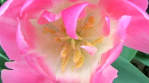 Tulip Macro Stockbeeldmateriaal 134261