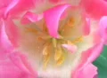 Tulip Macro Footage