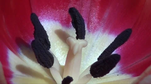 Tulip macro Stock Footage 1210156