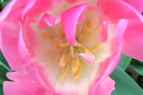 Tulip Macro 動画素材 2769919