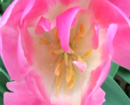 Tulip Macro Stock-Footage 2872717