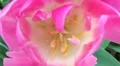 Tulip Macro HD Footage