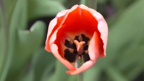 Tulip Macro Stock Footage 119588396
