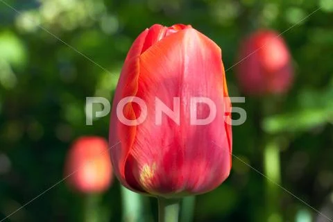 Tulip (macro) Stock Photos
