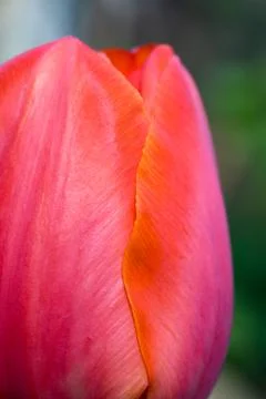 Tulip (macro) Stock Photos