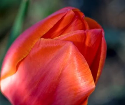 Tulip (macro) Stock Photos