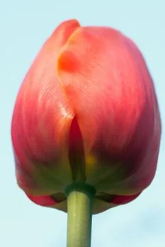 Tulip (macro) Stock Photos