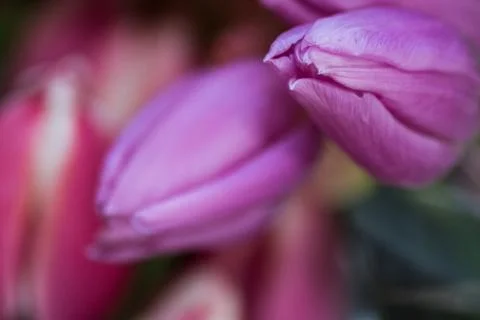 Tulip macro Stock Photos