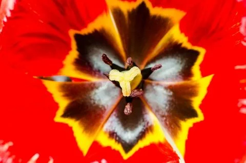 Tulip macro Stock Photos