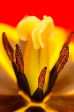 Tulip macro Stock Photos