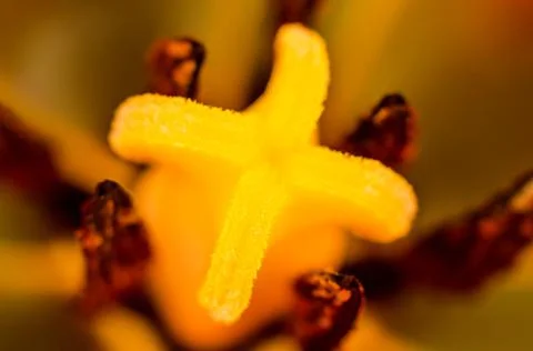 Tulip macro Stock Photos