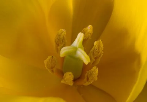 Tulip macro Stock Photos