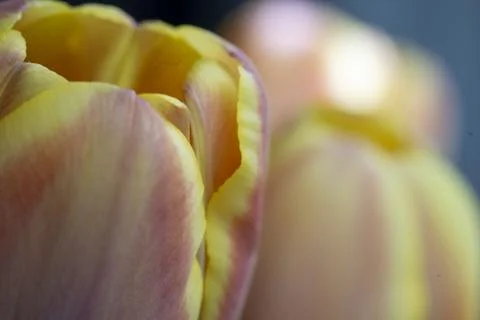 Tulip macro shot. Stock Photos