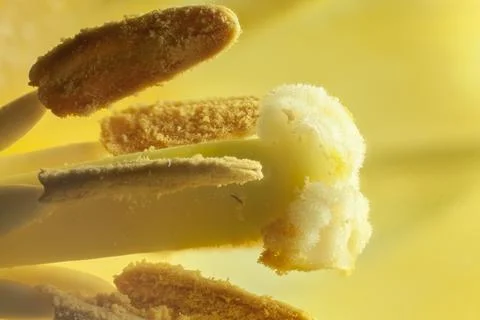 Tulip with macro soft background macro yellow Stock Photos