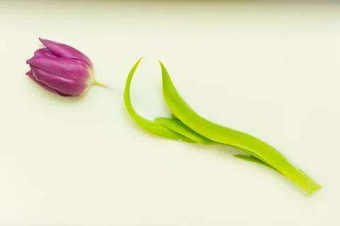 Tulip in milk Stock Photos