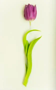 Tulip in milk Stock Photos