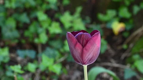 A tulip moved by the wind in a meadow Stock Footage 307242378