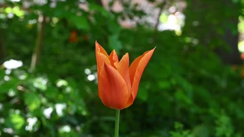 A tulip moved by the wind in a meadow Stock Footage 307242431
