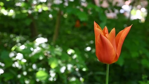 A tulip moved by the wind in a meadow Stock Footage 307242434