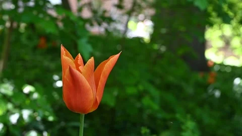 A tulip moved by the wind in a meadow Stock Footage 307242436