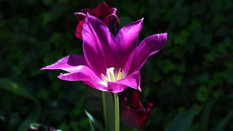A tulip moved by the wind in a meadow Stock Footage 307242440