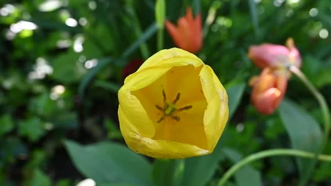 A tulip moved by the wind in a meadow Stock Footage 307242445