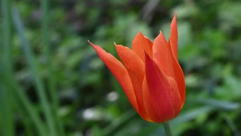 A tulip moved by the wind in a meadow Stock Footage 307242458