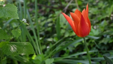 A tulip moved by the wind in a meadow Stock Footage 307242459