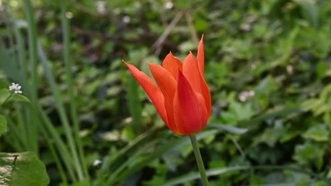 A tulip moved by the wind in a meadow Stock Footage 307242462