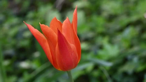 A tulip moved by the wind in a meadow Stock Footage 307242467