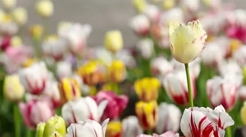 Tulip moving in a windy breeze Stock Footage 24603521