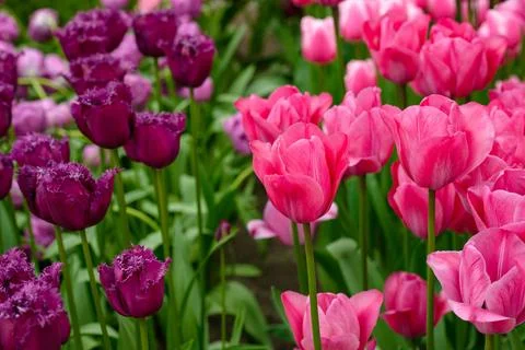 Tulip from Netherland Stock Photos
