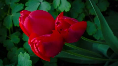 Tulip opening timelapse 4k Stock-Footage 68642495