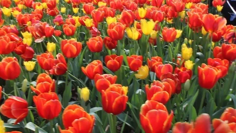 Tulip Park Stock Footage 108390937