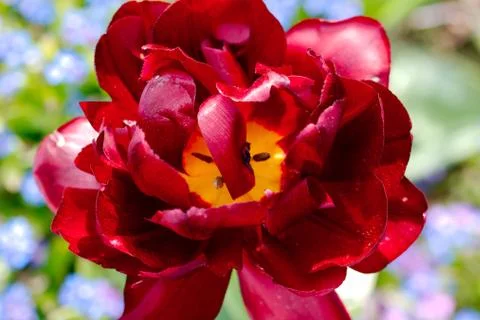 Tulip in a park Stock Photos