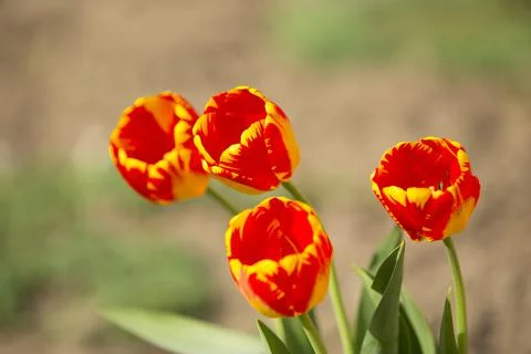 Tulip in the park in springtime Stock-Fotos
