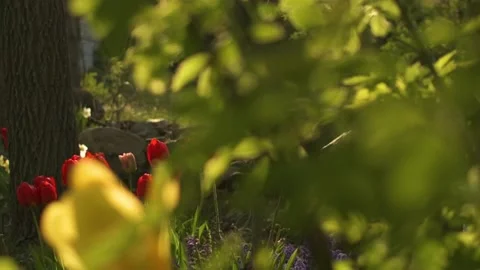 Tulip patch at golden hour Stock Footage 153860021