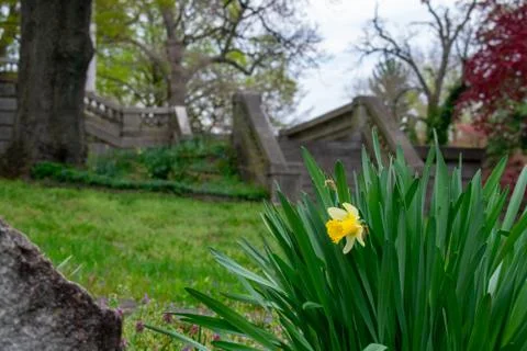 A Tulip in a Patch of Grass With a Gorgeous Set of Stone Steps Behind It Stock Photos