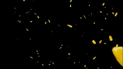 Tulip  Petals Alpha-Channel Stock-Footage 71963482